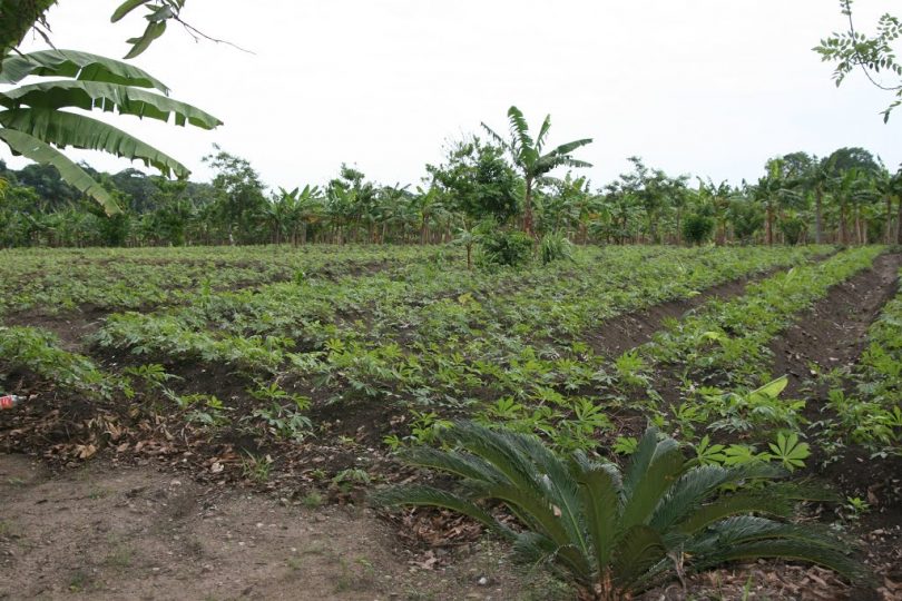 La-yuca-en-el-conuco-810×540